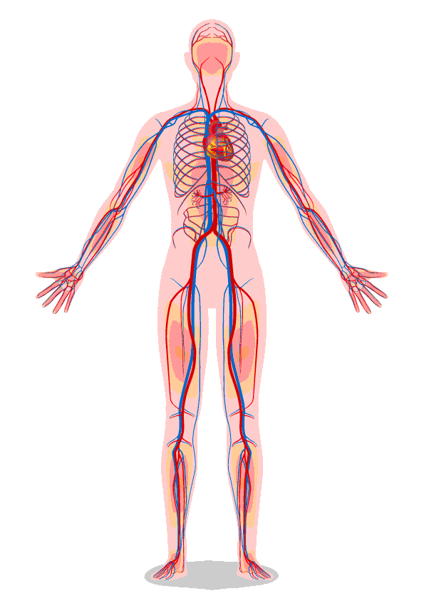 Vascular System